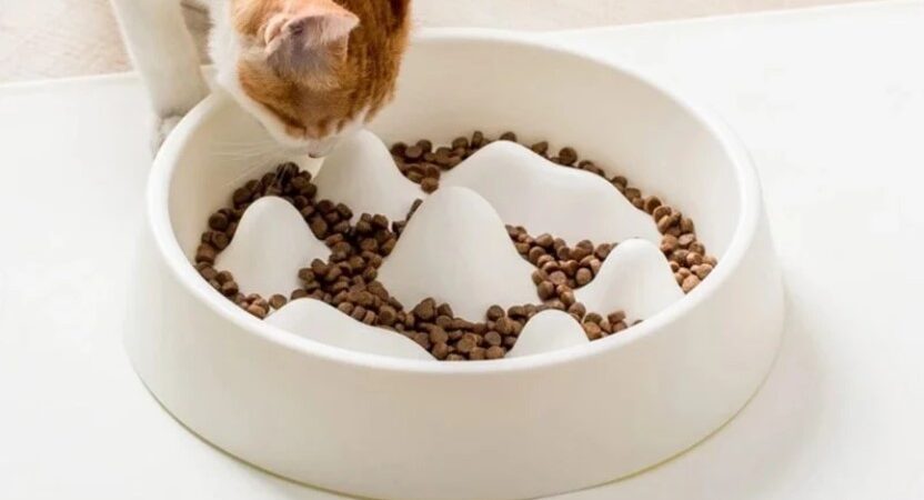 Enhance Your Pet’s Dining Experience with a Slow Feeder Bowl